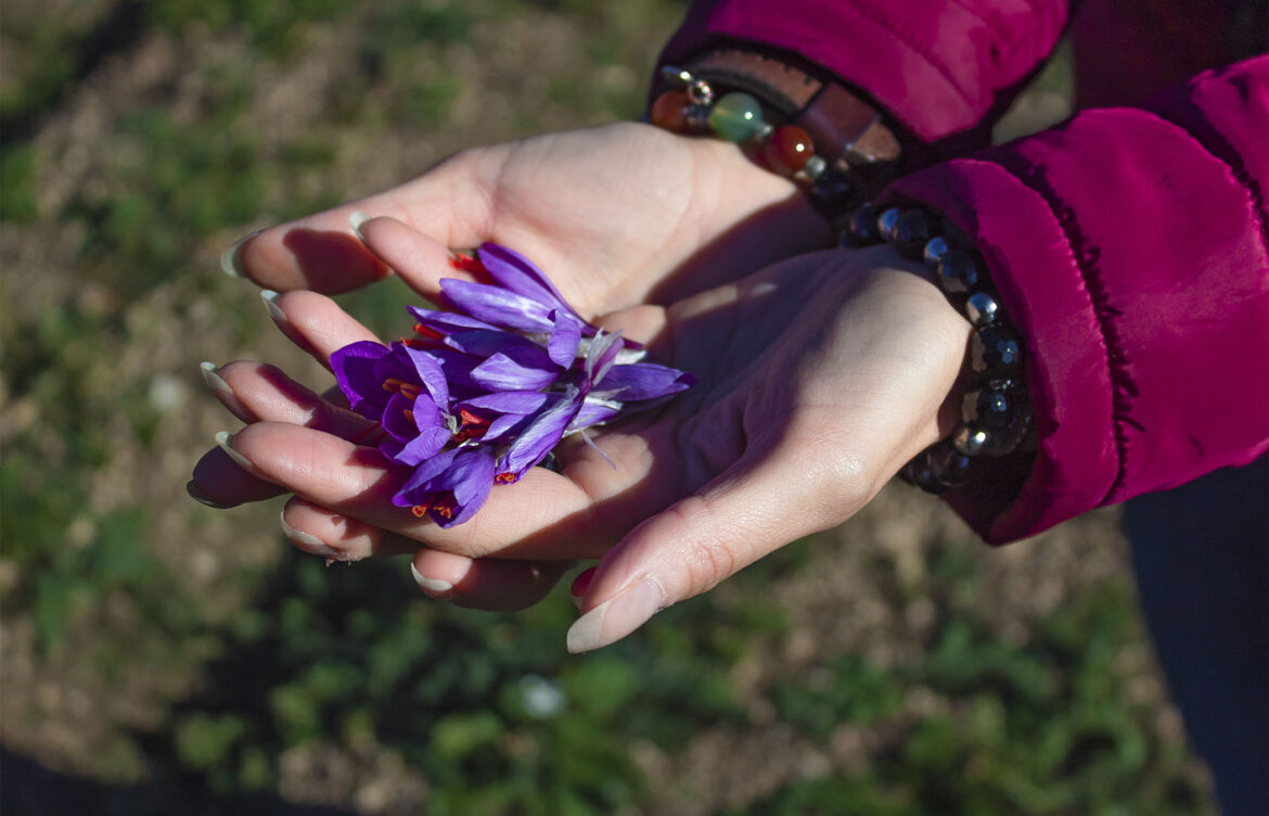 raccolta dello zafferano-navelli- abruzzo
