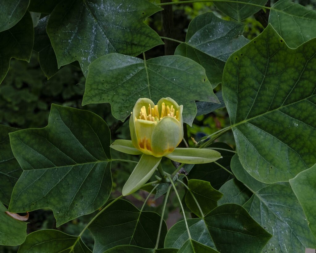 fiori-giardino di Ninfa-cisterna di Latina-lazio