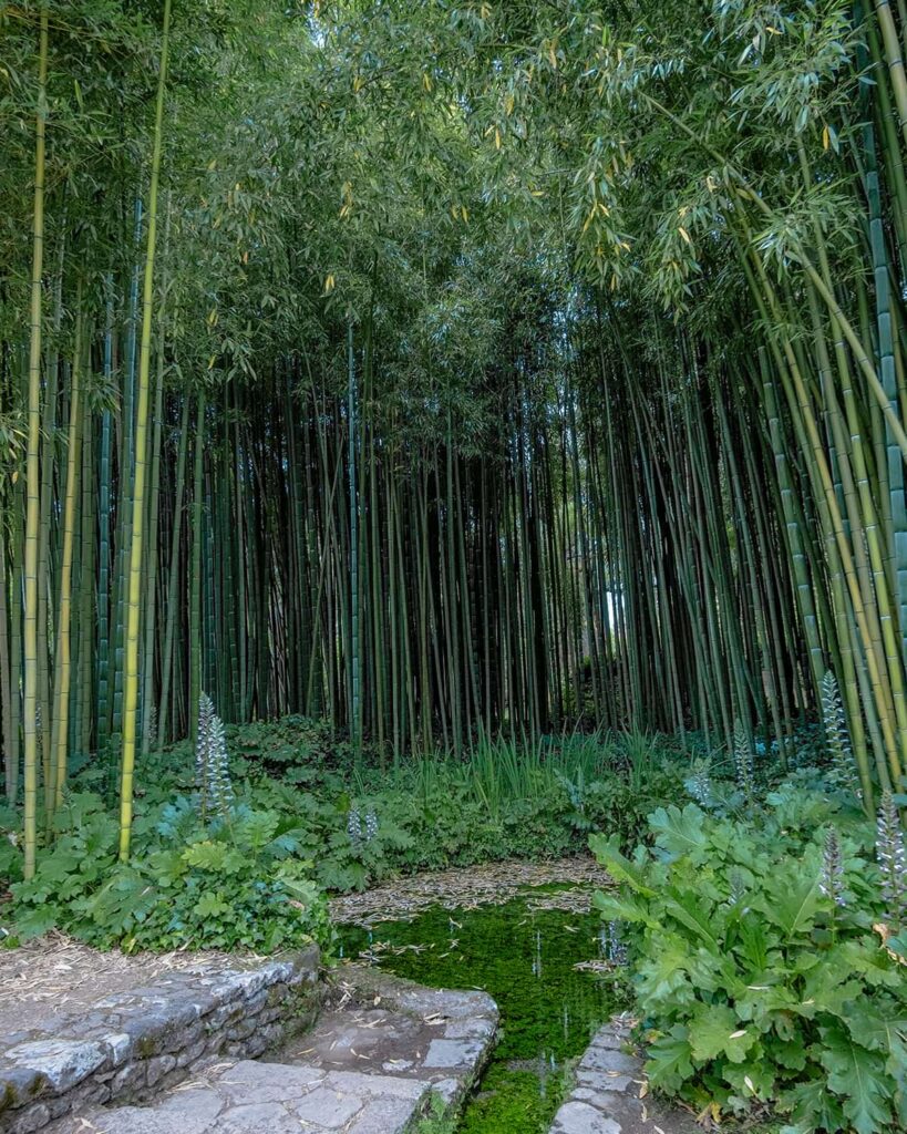 foresta bambù-giardino di Ninfa-cisterna di Latina-lazio